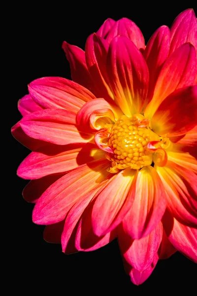 Floare — Fotografie, imagine de stoc
