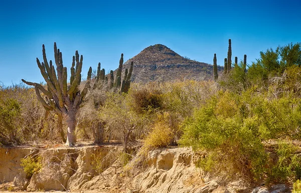 Desierto — Foto de Stock