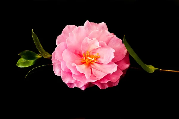 Camellia — Stock Photo, Image