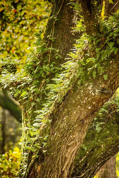 Árvore com samambaia — Fotografia de Stock