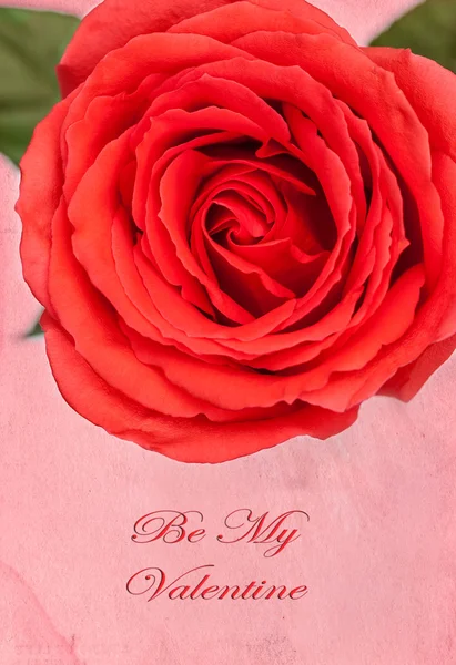 Valentine's Day Rose — Stock Photo, Image