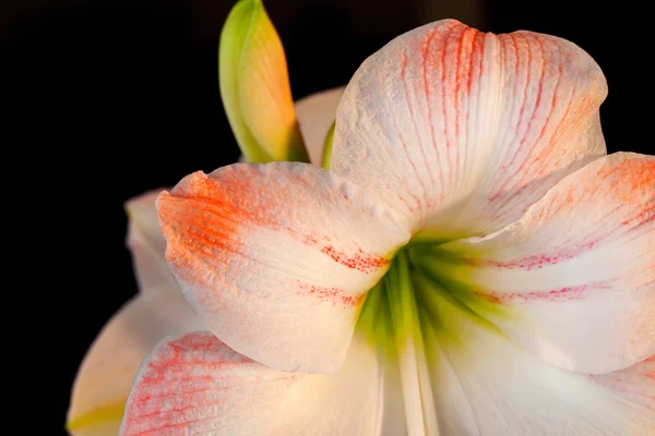 Amaryllis — Stockfoto