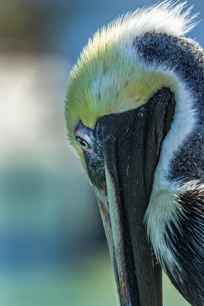 Brauner Pelikan — Stockfoto