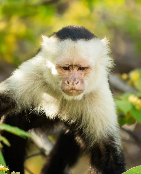 흰 원숭이 — 스톡 사진