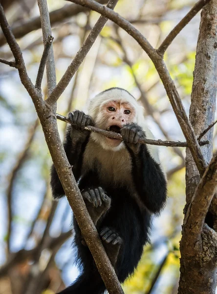 Macaco-de-cara-branca — Fotografia de Stock