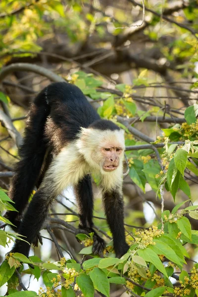 Citronfläckad apa — Stockfoto