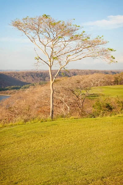 Kapokbaum — Stockfoto