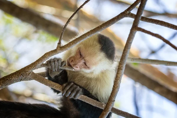Macaco-de-cara-branca — Fotografia de Stock