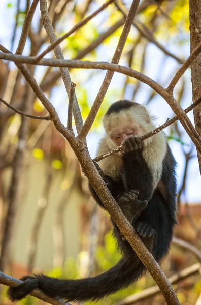 Macaco-de-cara-branca — Fotografia de Stock