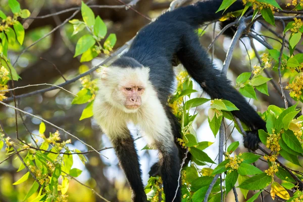 카푸 친 회 원숭이 — 스톡 사진