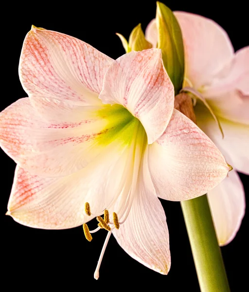 Amaryllis — Stock Photo, Image