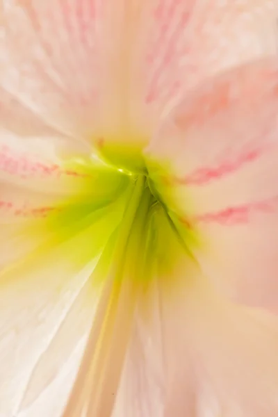 Amaryllis — Stockfoto