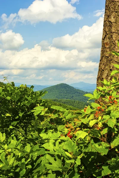 North Carolina — Stockfoto