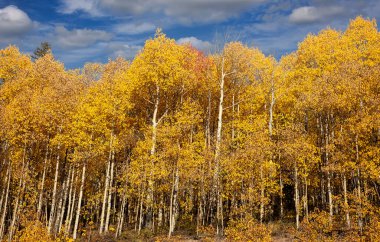 Colorado 'da mavi gökyüzünde altın kavak ağacı ormanı