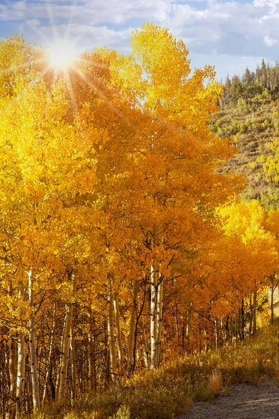 Solen Strålar Genom Gyllene Aspen Träden Colorado — Stockfoto