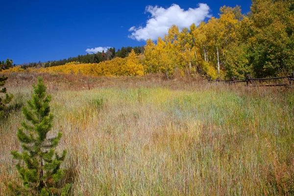 Couleurs Automne Dans Pré Ouvert Dans Colorado Rural — Photo