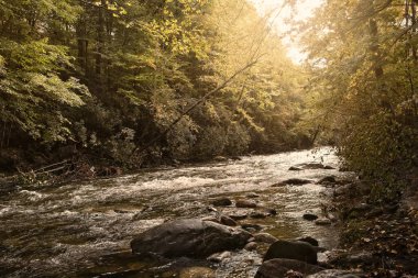 Sabahın erken saatlerinde Kuzey Carolina 'daki güvercin nehrinde