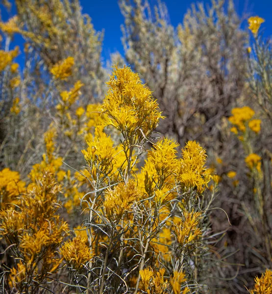 Yellow Twig Rabbit Brush Provides Blooming Deep Yellow Flowers — Stock Photo, Image