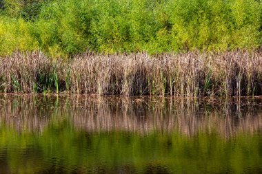Kuzey Carolina 'nın kırsal kesimindeki bir gölette kurumuş saç örgüsü ve yansıması..