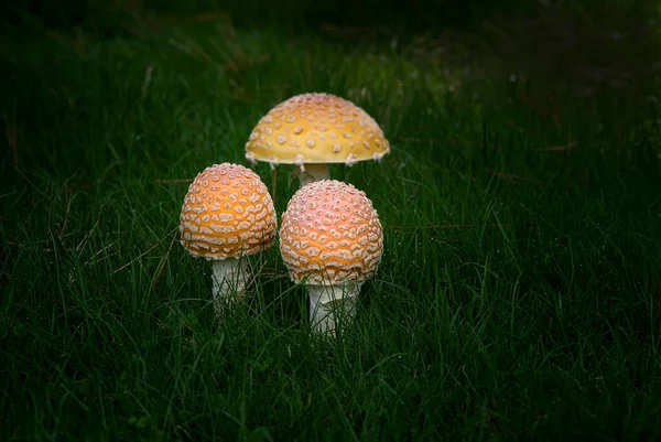 Trois Champignons Poussant État Sauvage Dans Herbe Caroline Nord Rurale — Photo