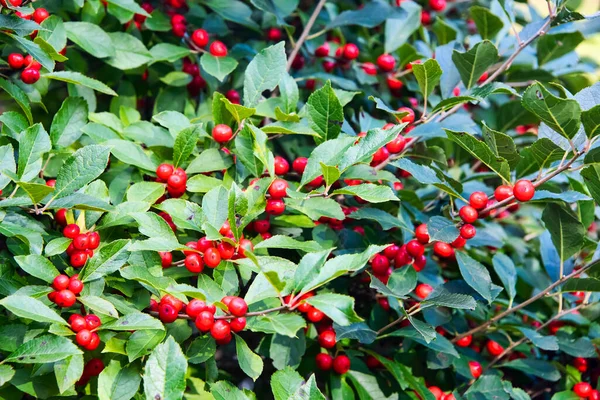 Dunkelrote Beeren Einem Stechpalmenstrauch Mit Dunkelgrünen Blättern Die Voller Blüte — Stockfoto