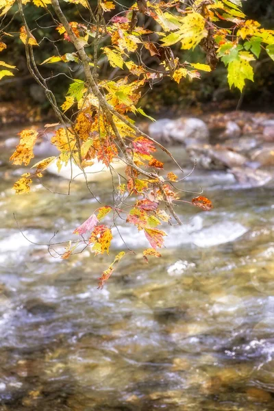 Autumn Leaves Warm Sun Autumn — стоковое фото