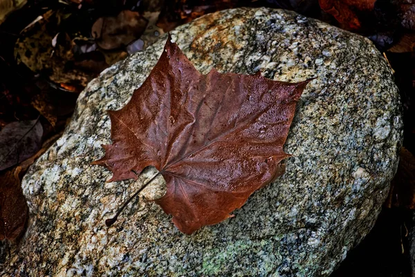 Autumn Colored Maple Tree Leaf Rock — Stockfoto