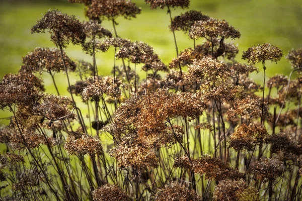 Naturally Dried Brown Wildflowers Outdoors Soft Green Background — Stockfoto