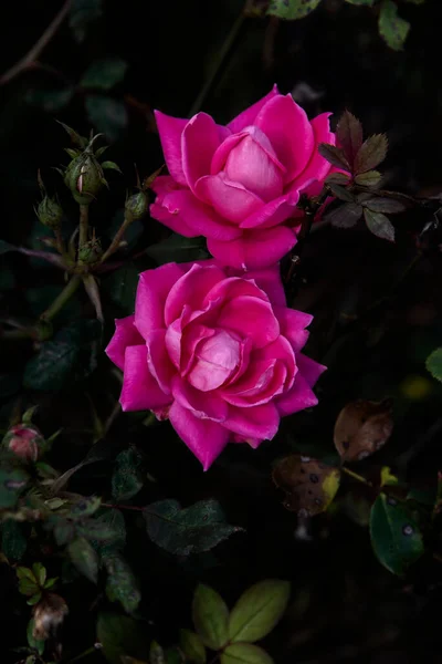 Fresh Pink Roses Blooming Flowering Bush — Stock Photo, Image