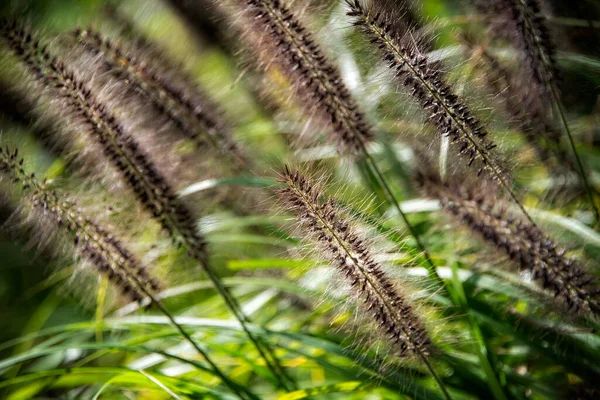 濃い緑色のスパイクの葉を持つブラウンOrnamentat草 — ストック写真