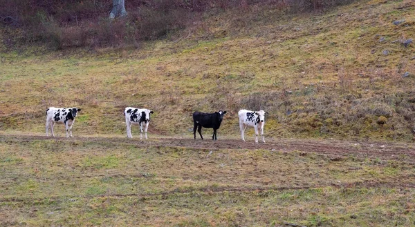 Four Cows Stop Stare Head Back Barn — Stockfoto