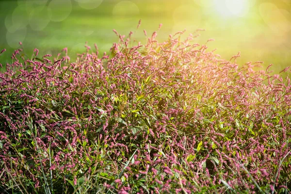 Kleurrijke Persicaria Longiseta Een Soort Van Bloeiende Plant Knoop Onkruid — Stockfoto