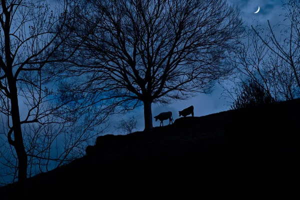 Cuarto Luna Cielo Una Silueta Gran Árbol Ganado — Foto de Stock