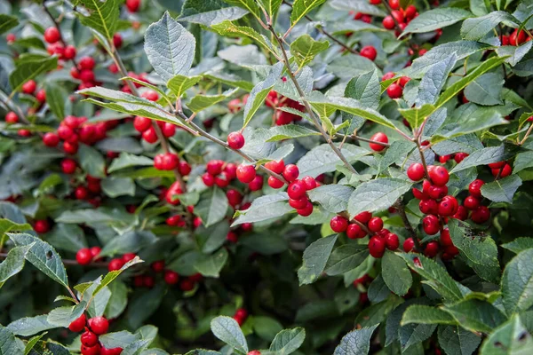 Rote Beeren Einem Stechpalme Ländlichen North Carolina — Stockfoto