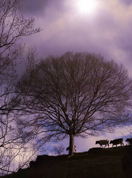 Kühe Auf Dem Hügel Und Das Ende Des Tages Mit — Stockfoto