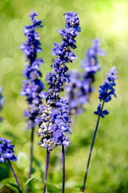 Yumuşak bokeh arkaplanlı mor Salvia Farinacea.