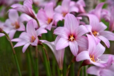 Yumuşak odak efektli Çiçekli Pembe Yağmurlu Zambaklar