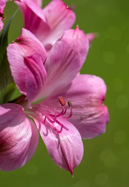 Růžová Peruánská Lily Nebo Lily Inků Květ Měkkém Zeleném Pozadí — Stock fotografie