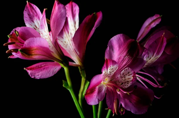 Růžová Peruánská Lily Nebo Lily Inků Květ Černém Pozadí Zářivými — Stock fotografie