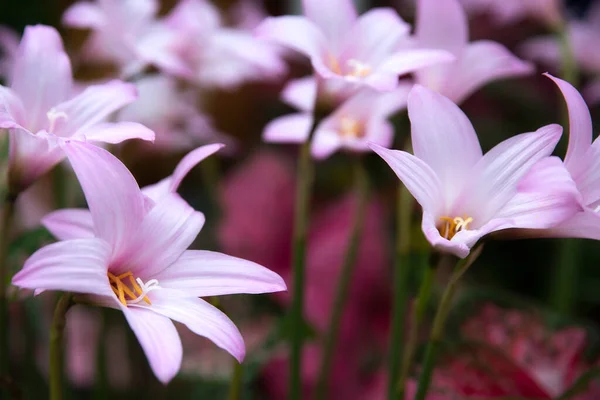 Blooming Pink Rain Lilies Soft Focus Effect — Stock Photo, Image