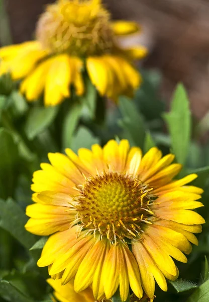 Levendige Gele Mesa Perzik Deken Bloemen Een Tuin — Stockfoto