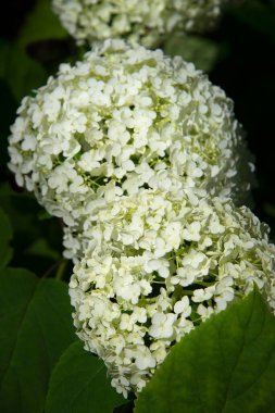 Yeşil yaprakları ve koyu arkaplanı olan bir grup beyaz ortanca çiçeği.