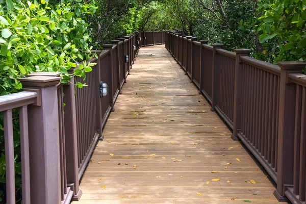 Pedestrian Boardwalk Meanders Tropical Dense Landscape — Stock Photo, Image