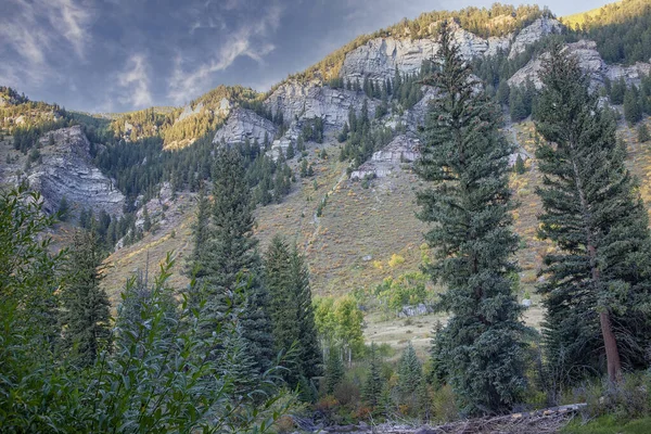 コロラド州の田舎の山脈の黄金アスペンの色 — ストック写真