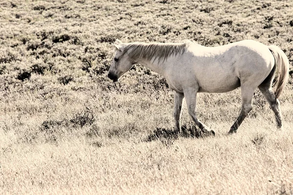 Caballo Blanco Prado Con Efecto Blanqueado Cálido —  Fotos de Stock