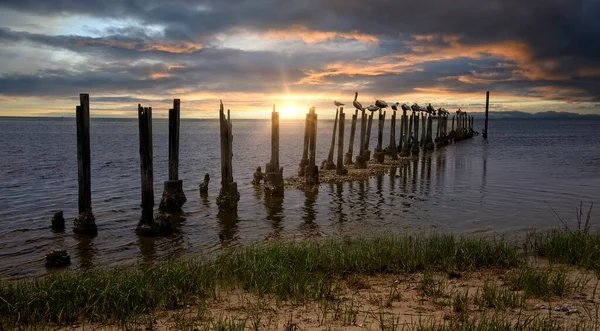 Sunset Saint Marks River Tallahassee Florida Pelicans Resting Wooden Pylons — Fotografia de Stock