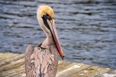 Brown Pelican bird resting on a dock in Florida