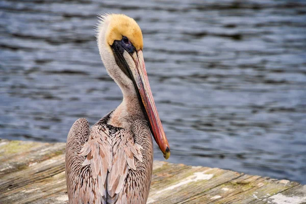 Pássaro Pelicano Marrom Descansando Uma Doca Flórida — Fotografia de Stock
