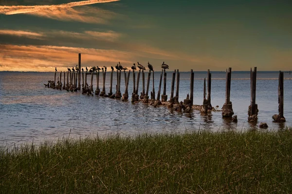 Birds Resing Pylon Saint Marks River Tallahassee Florida — Photo