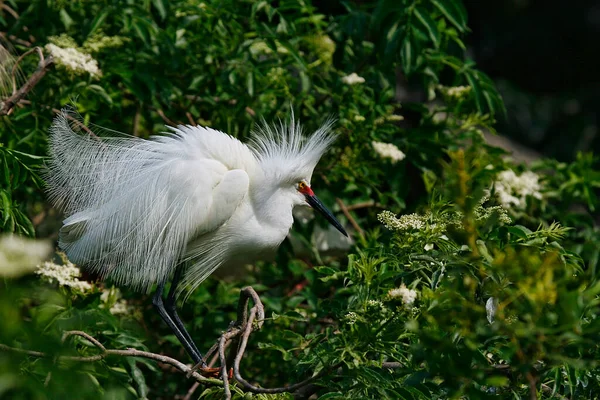 Snowy Egret Small White Heron Showing His Plummage Bird Sanctuary — Stock Photo, Image